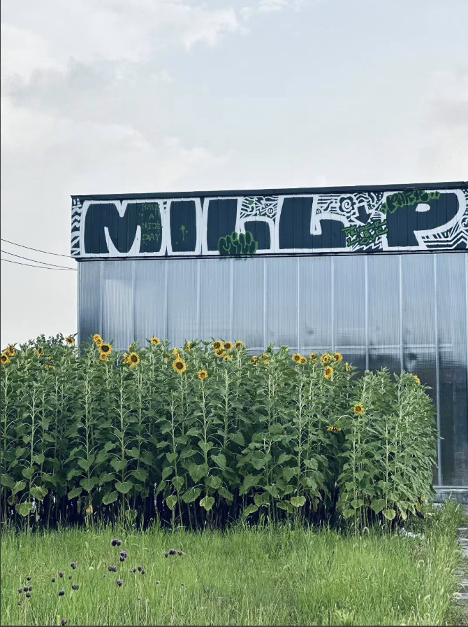带有 MILL PARK 字样的建筑外观与向日葵景观